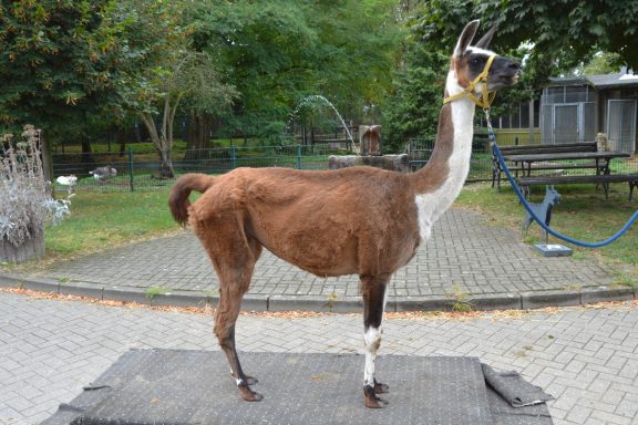 Unsere Pferdewaage; Pferdewaage; Isländer; Pferd; Pony; Janine Kollmann; Pferdewiegen: Kamel; Alpakas, Lama; Ziegen, Mulli; Schaaf