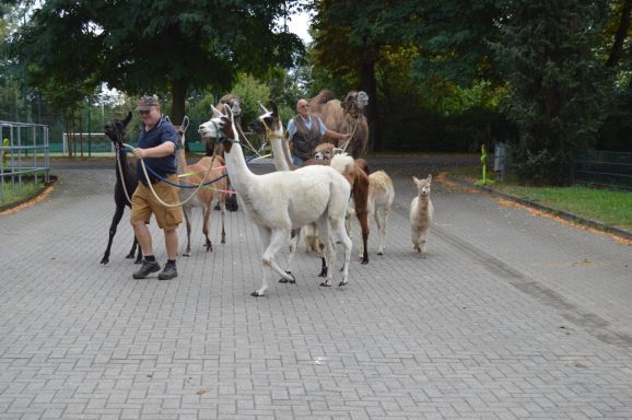 Unsere Pferdewaage; Pferdewaage; Isländer; Pferd; Pony; Janine Kollmann; Pferdewiegen: Kamel; Alpakas, Lama; Ziegen, Mulli; Schaaf