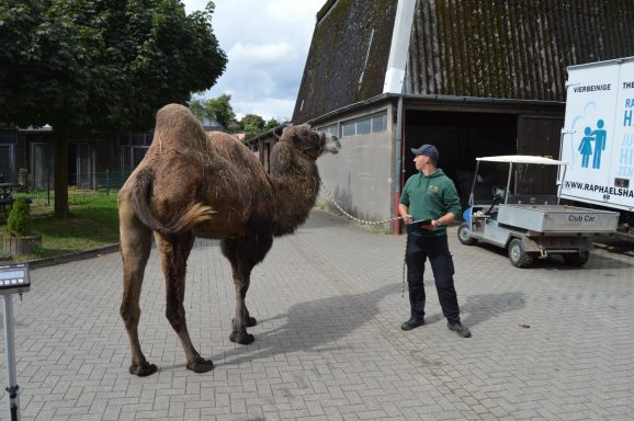 Unsere Pferdewaage; Pferdewaage; Isländer; Pferd; Pony; Janine Kollmann; Pferdewiegen: Kamel; Alpakas, Lama; Ziegen, Mulli; Schaaf