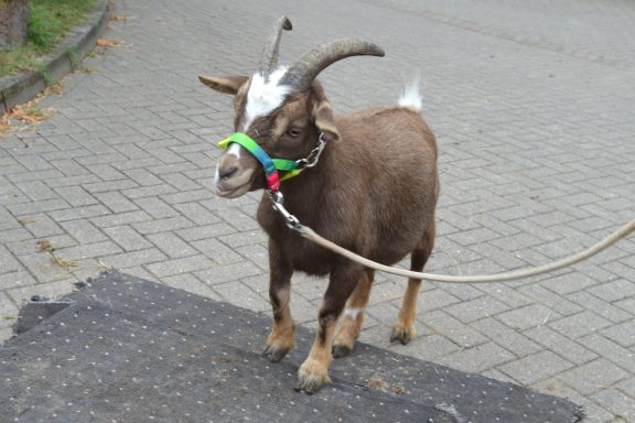 Unsere Pferdewaage; Pferdewaage; Isländer; Pferd; Pony; Janine Kollmann; Pferdewiegen: Kamel; Alpakas, Lama; Ziegen, Mulli; Schaaf