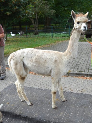 Unsere Pferdewaage; Pferdewaage; Isländer; Pferd; Pony; Janine Kollmann; Pferdewiegen: Kamel; Alpakas, Lama; Ziegen, Mulli; Schaaf