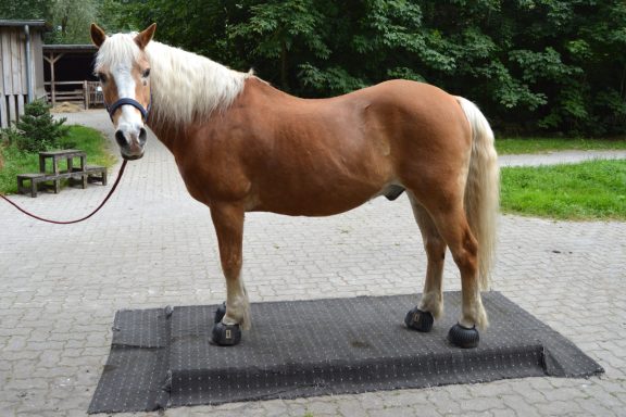 Unsere Pferdewaage; Pferdewaage; Isländer; Pferd; Pony; Janine Kollmann; Pferdewiegen; haflinger