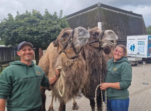 Unsere Pferdewaage; Pferdewaage; Isländer; Pferd; Pony; Janine Kollmann; Pferdewiegen: Kamel; Alpakas, Lama; Ziegen, Mulli; Schaaf
