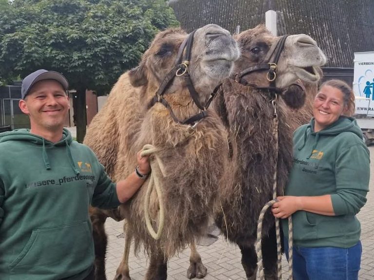Unsere Pferdewaage Team steht neben zwei Kamelen und haben Spaß beim wiegen der Kamele.
