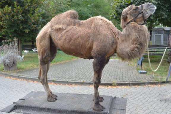 Unsere Pferdewaage; Pferdewaage; Isländer; Pferd; Pony; Janine Kollmann; Pferdewiegen: Kamel; Alpakas, Lama; Ziegen, Mulli; Schaaf