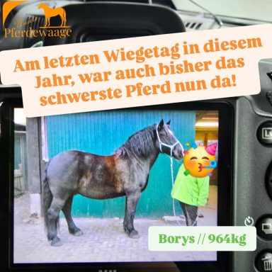 Unsere Pferdewaage; Pferdewaage; Isländer; Pferd; Pony; Janine Kollmann; Pferdewiegen; Kaltblut; Schweres Pferd; Kg; Rappe